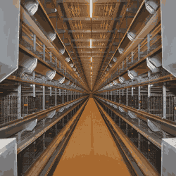 H-Type Poultry Layer Cages