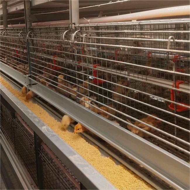 Multi-Layered Cages