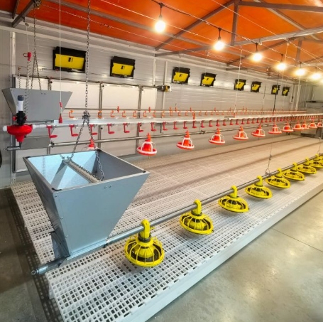 The Importance of Poultry House Equipment in Chick Rearing