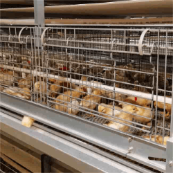 broiler coops