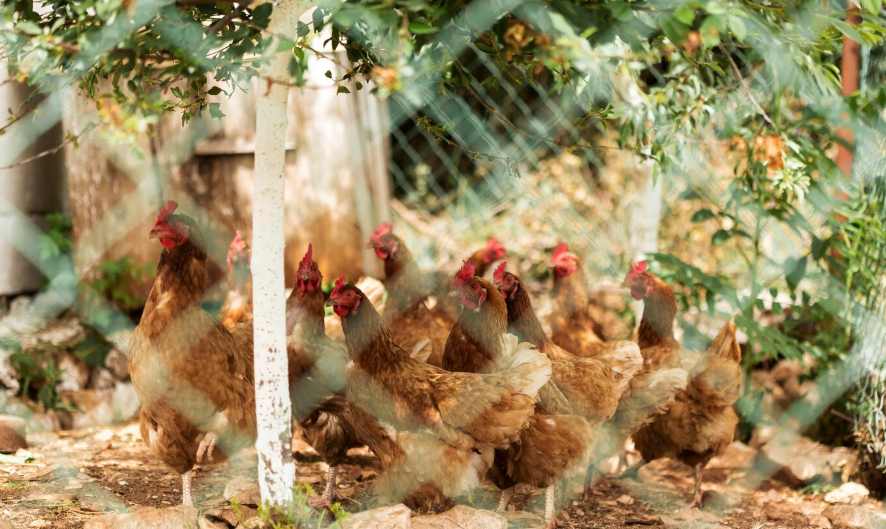 hens