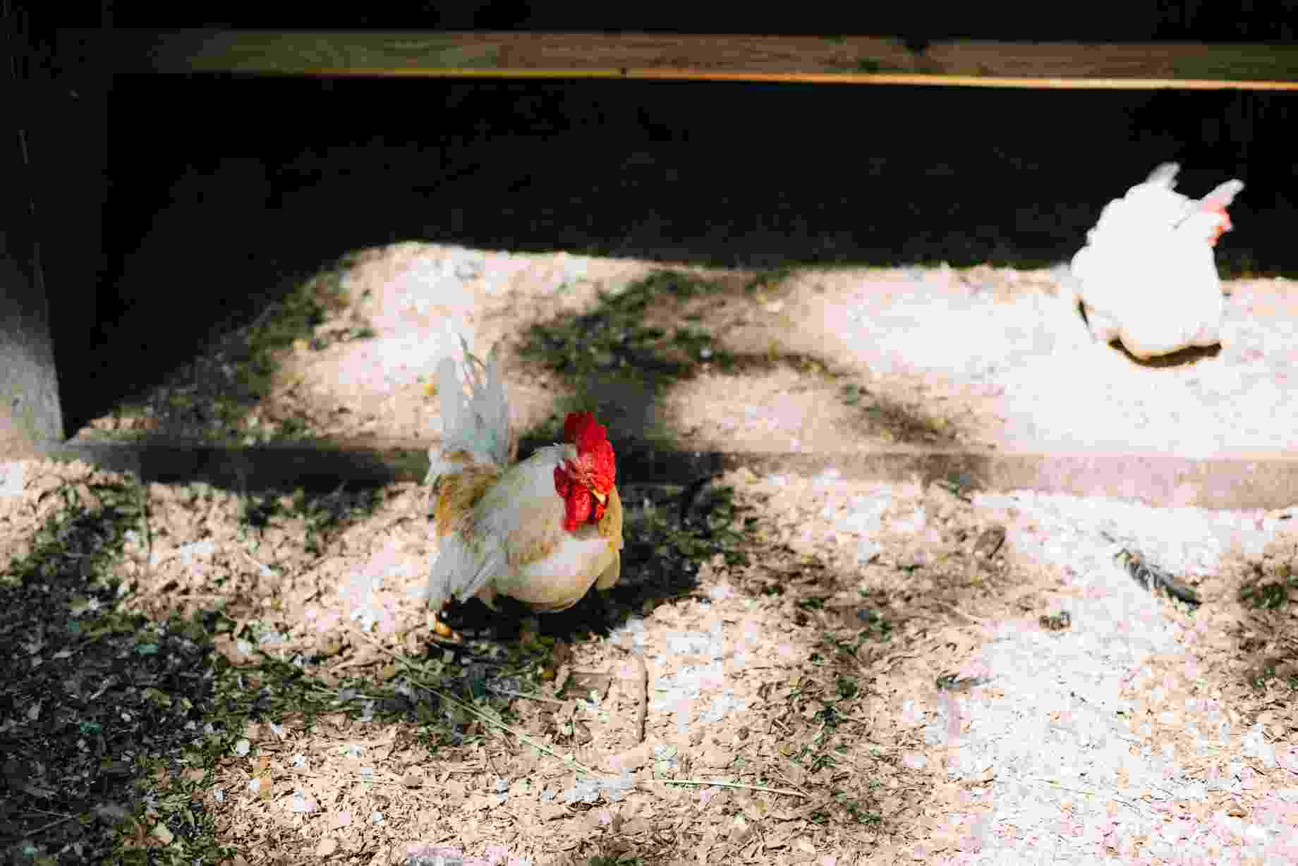 two-white-hens