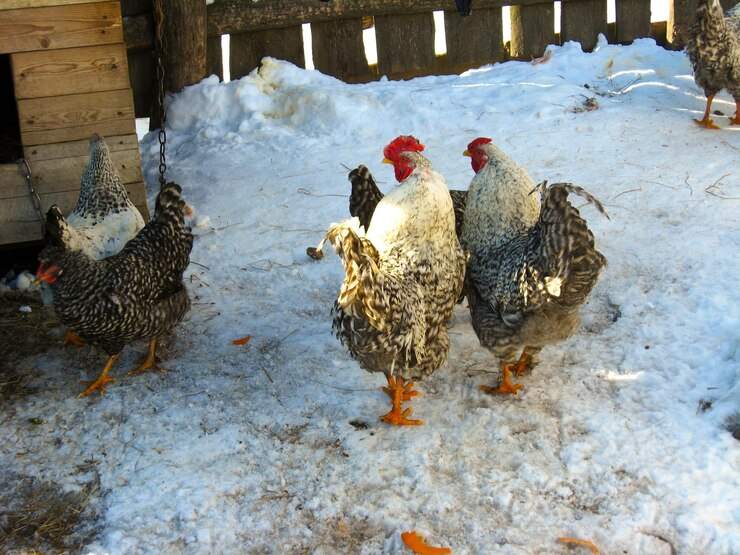 A pair of cocks in the yard
