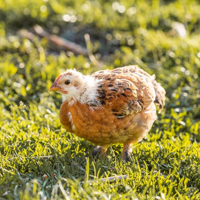 close-up-small-chicken