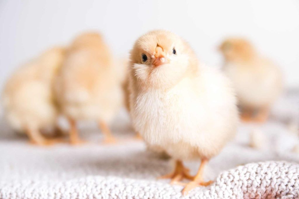 How to Choose the Perfect Egg-Laying Nest for Your Chickens