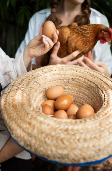 eggs