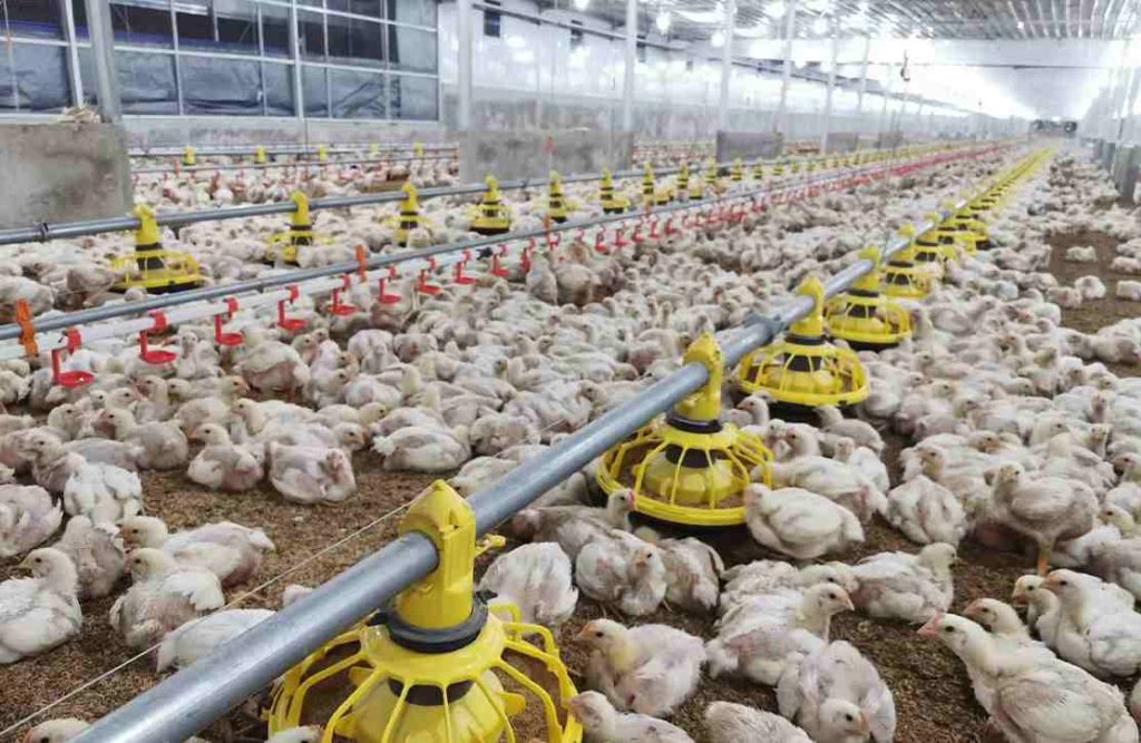 Analyzing Common Chicken Farm  Materials for Optimal Use