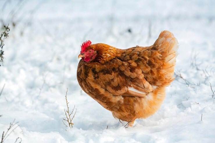 hen on white snow