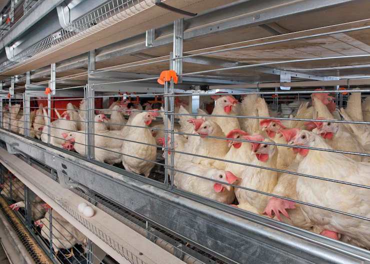 hens in cage