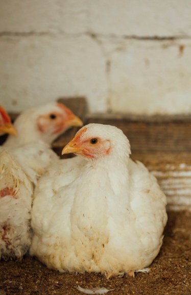 hens three