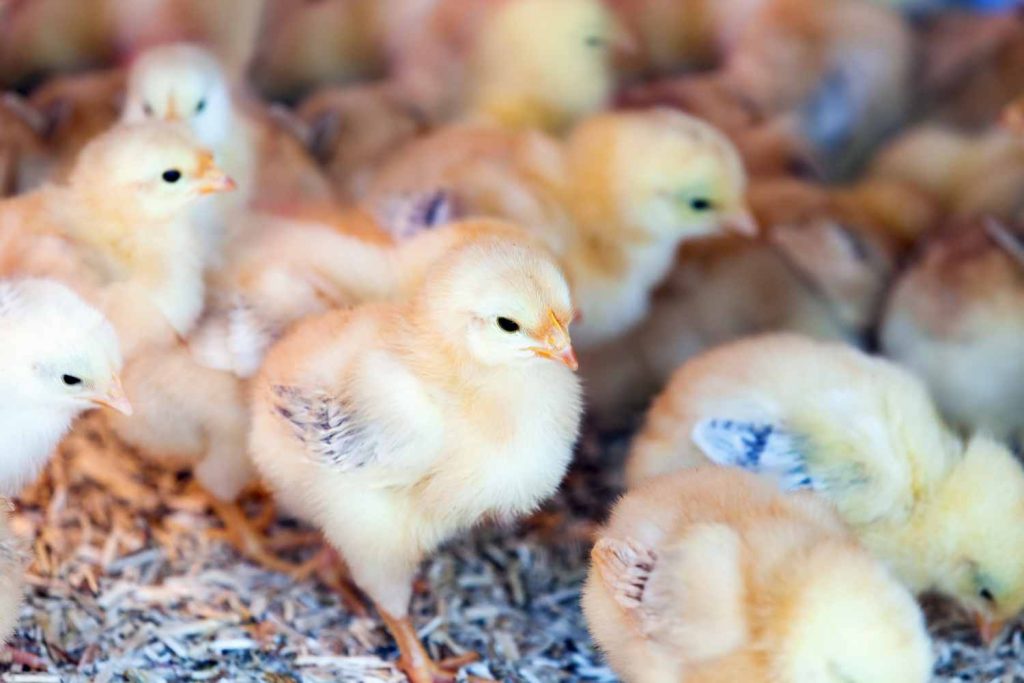 Are Broiler Battery Cages Beneficial for Poultry Farmers?