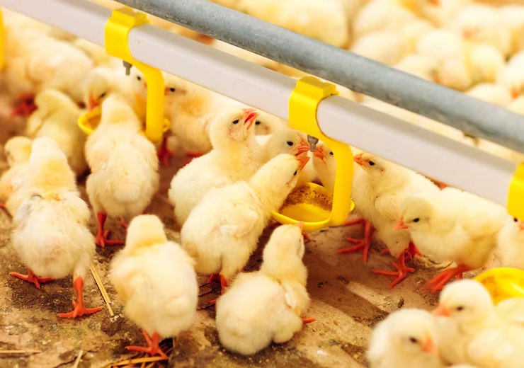 chicken feeding2