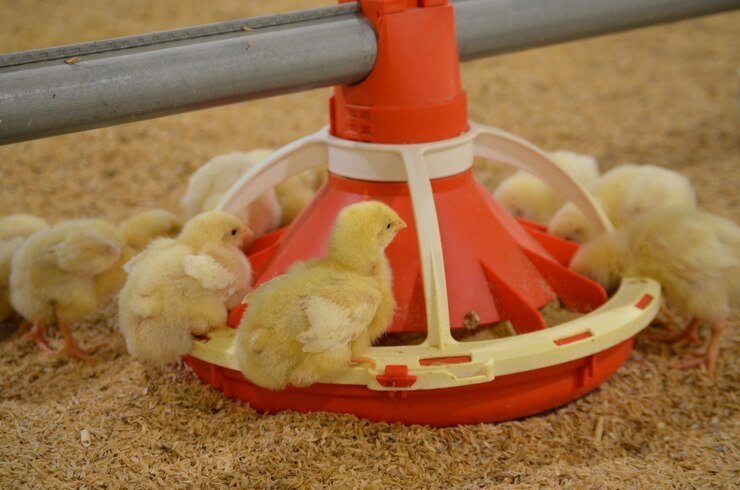 chicks eating feed from the feeder