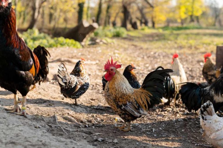 close-up-rural-farm-growing-birds