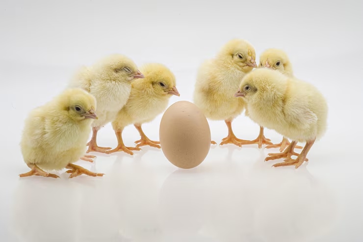 cute baby chicks near an egg