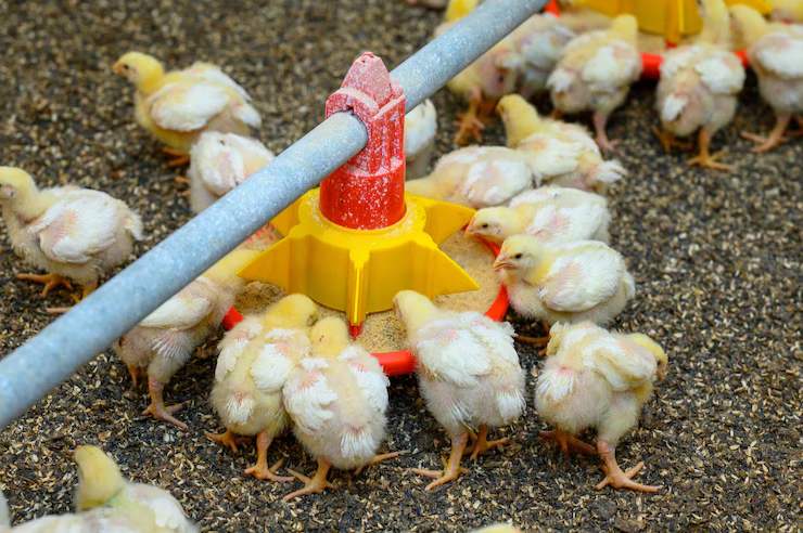 newborn chicks eating grain. cute tiny yellow chicks