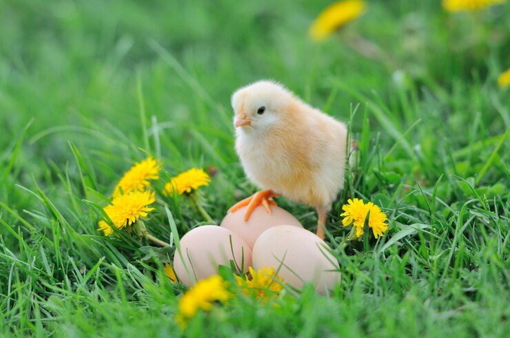 2025 Top Brooder Cages