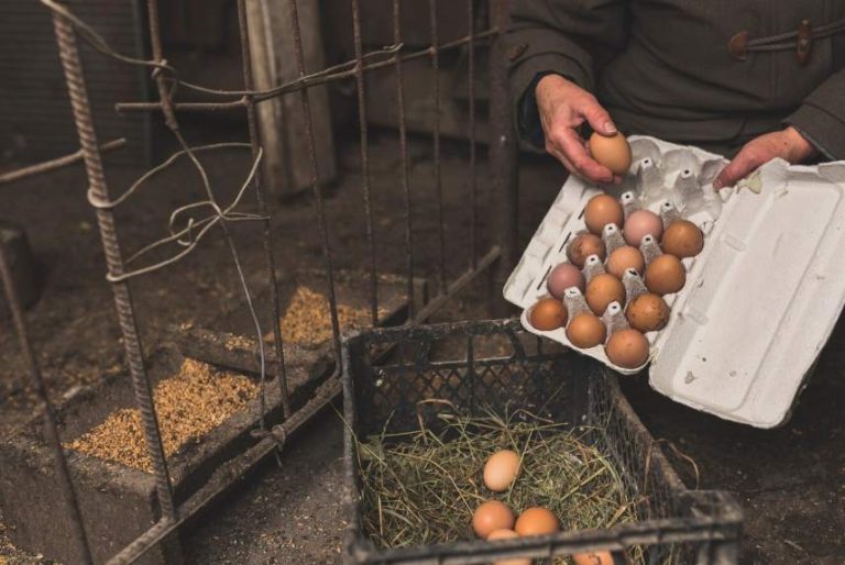 Manual Egg Collection VS Automatic Egg Collector