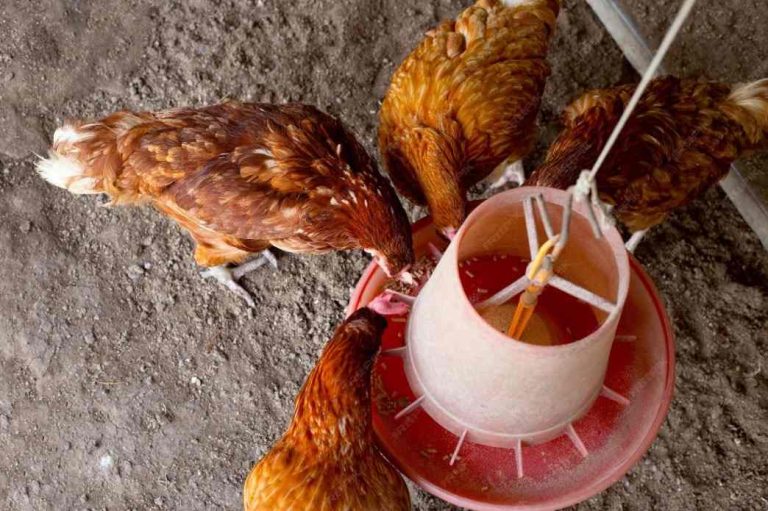 Unlocking the Potential of Poultry Feed Machines in Farming