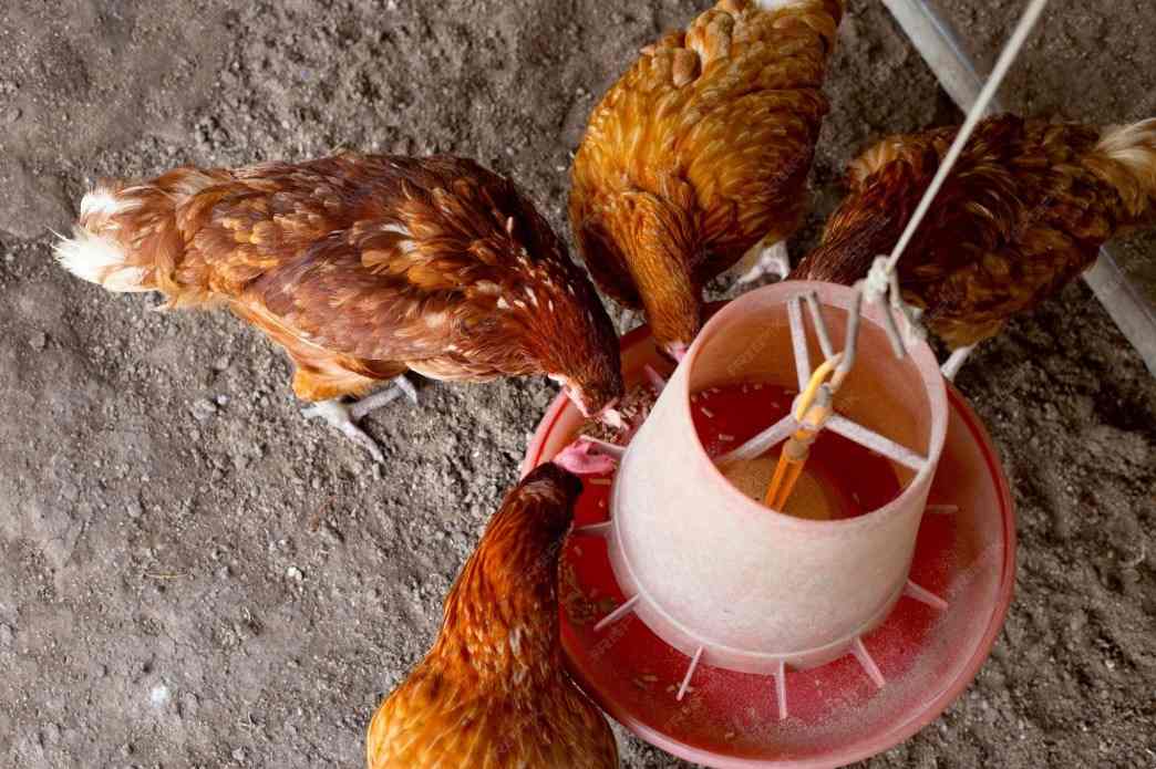 Unlocking the Potential of Poultry Feed Machines in Farming