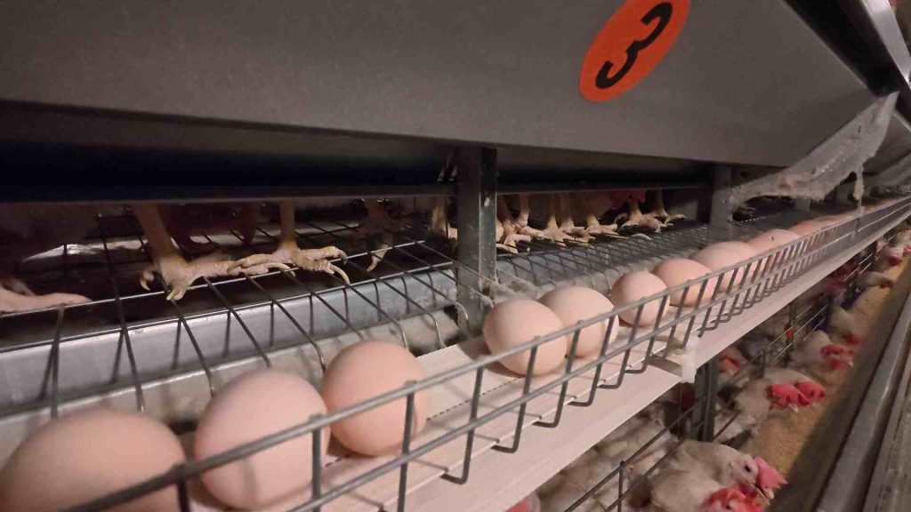 Elevator type fast egg collecting machine