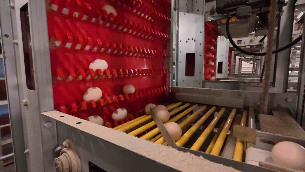 Elevator type fast egg collecting machine2