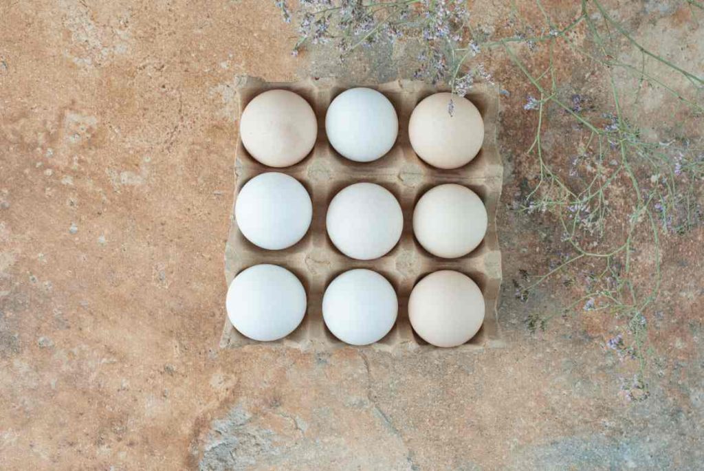 The Truth About Chicken Eggs: How Many Eggs Does a Chicken Lay in a Day?