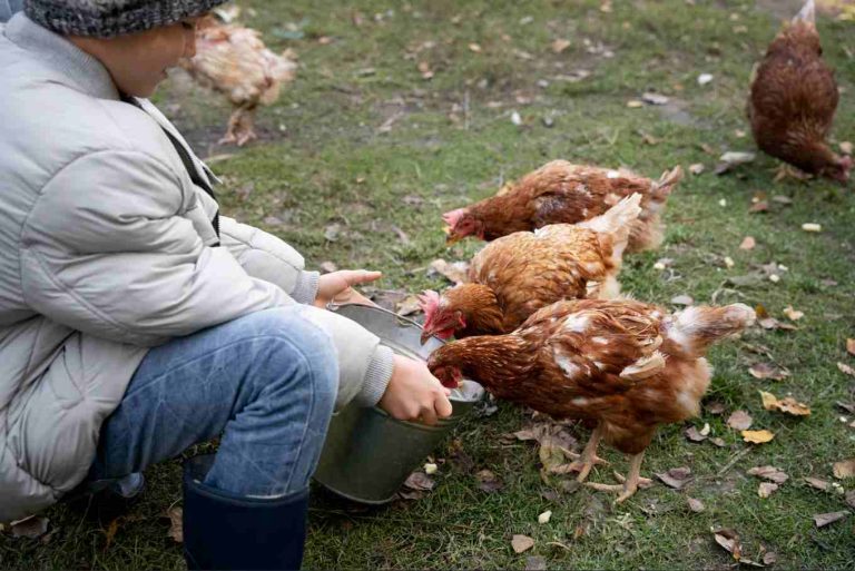 How to Reduce Laying Hen Mortality and Boost Egg Production