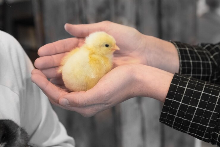 The Ultimate Guide to Choosing the Perfect Brooder Cage for Baby Chicks