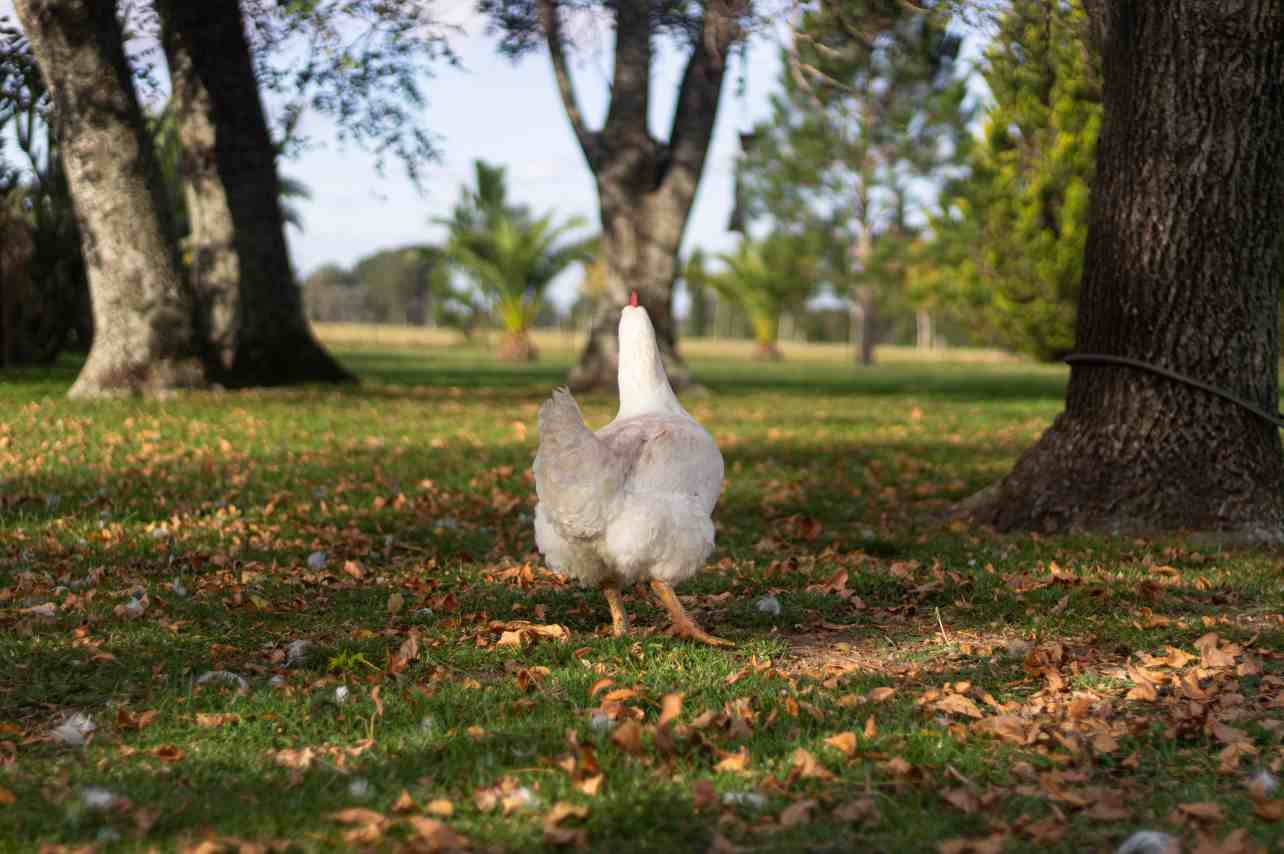 Where Do Hens Prefer to Lay Eggs