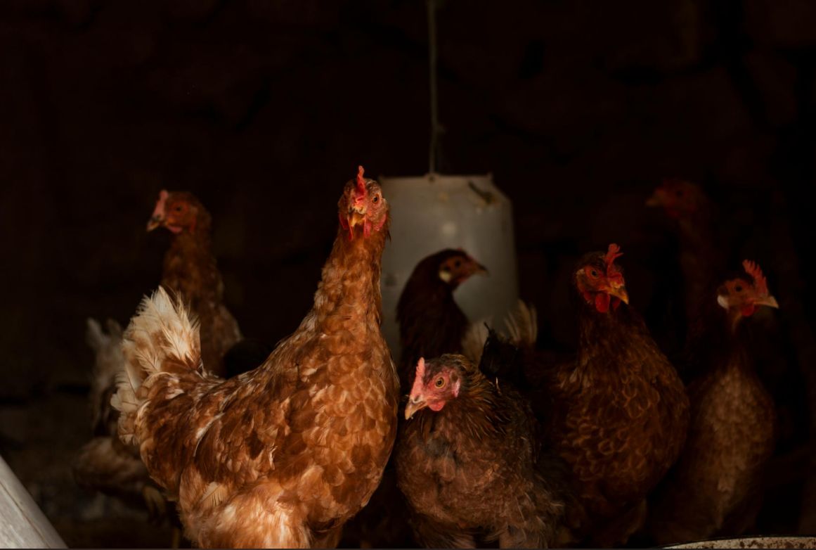 curious-chickens-looking-different-directions