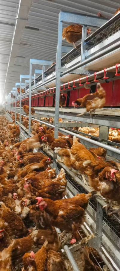 stacked chicken cage