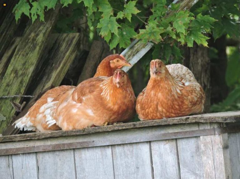 An Easy Homemade Chicken Layer Cage for Beginners