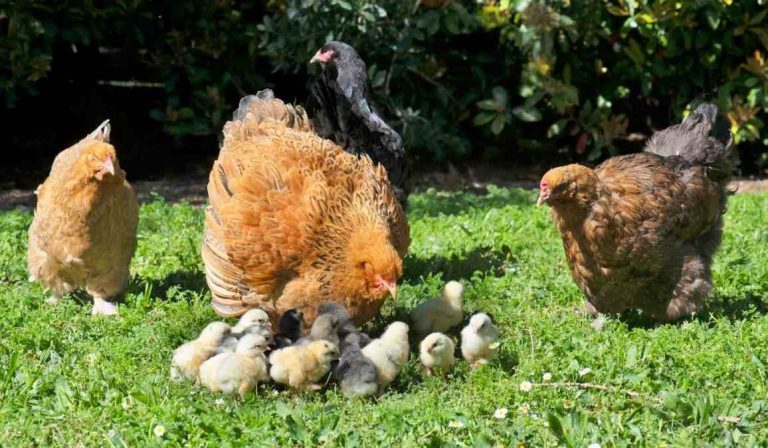 Hen Coop Necessity