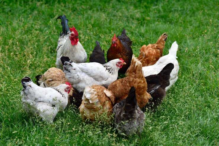 How Advanced Farm Poultry Equipment Boost Your Production