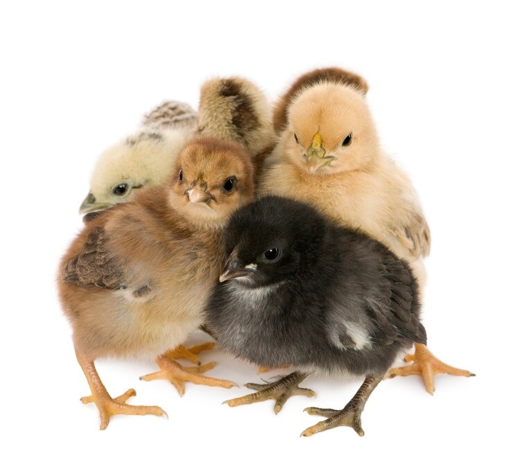 Our Pick of the Best Brooder Cages for Chicks