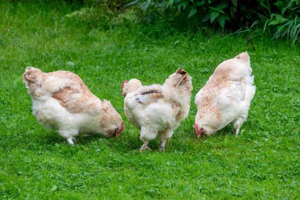 Unveiling the Champion Egg Layer