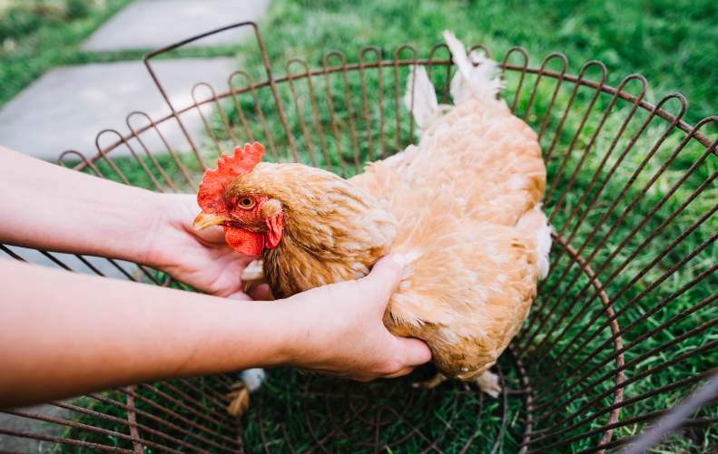 person-s-hand-holding-hen-metallic-cage.jpg