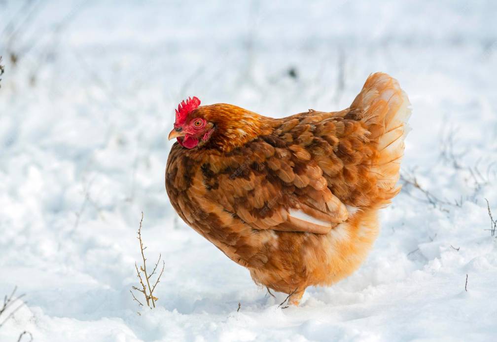 Do Hens Lay Eggs in the Winter