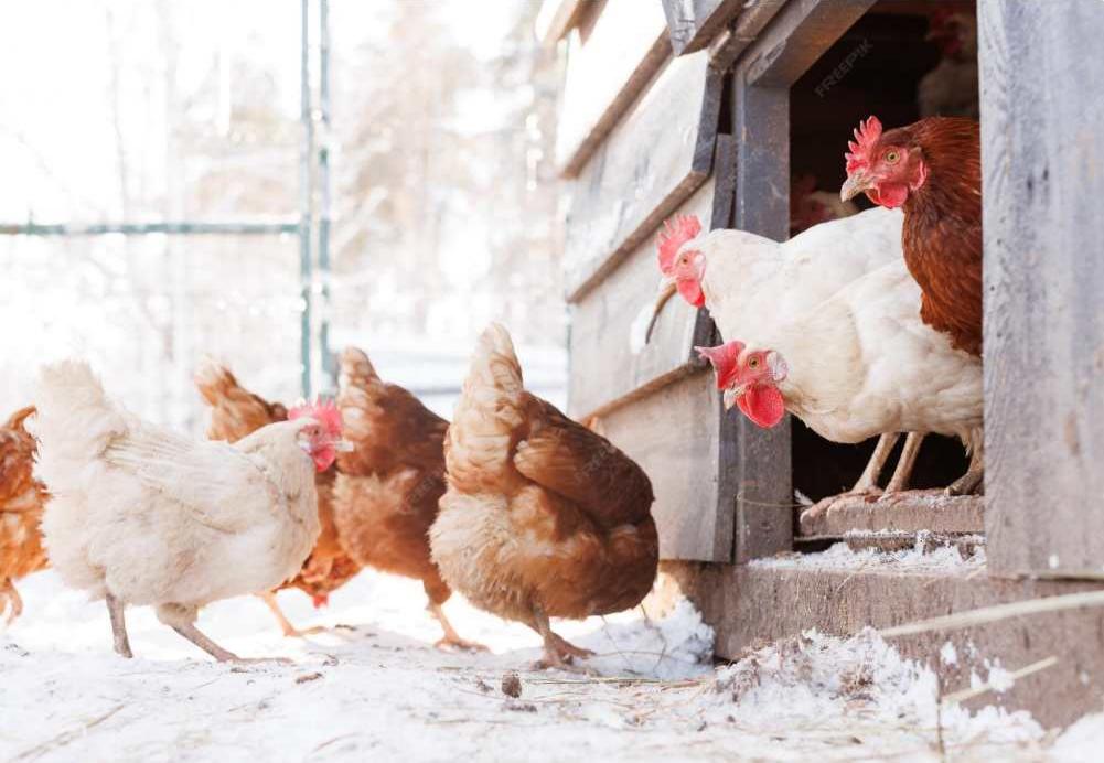 Practical Secrets to a Warm Winter Chicken Coop