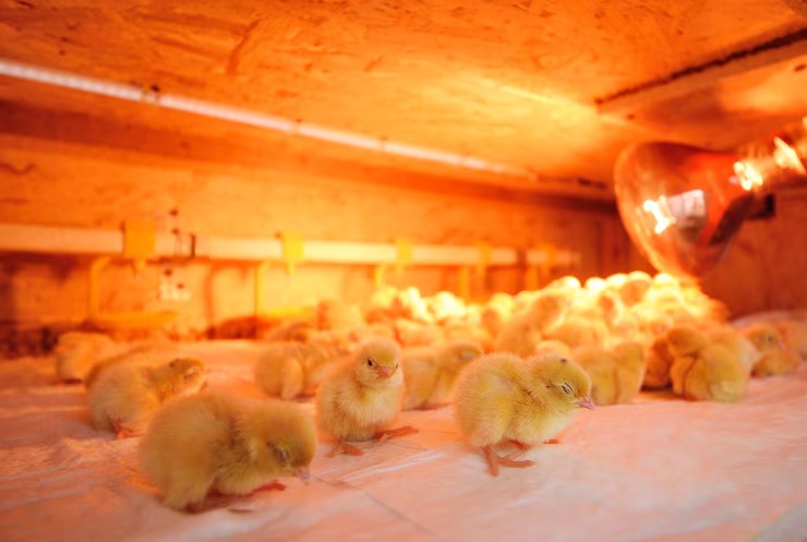 Pro-Approved Brooder Cages: Boost Chick Survival Rate by 30%