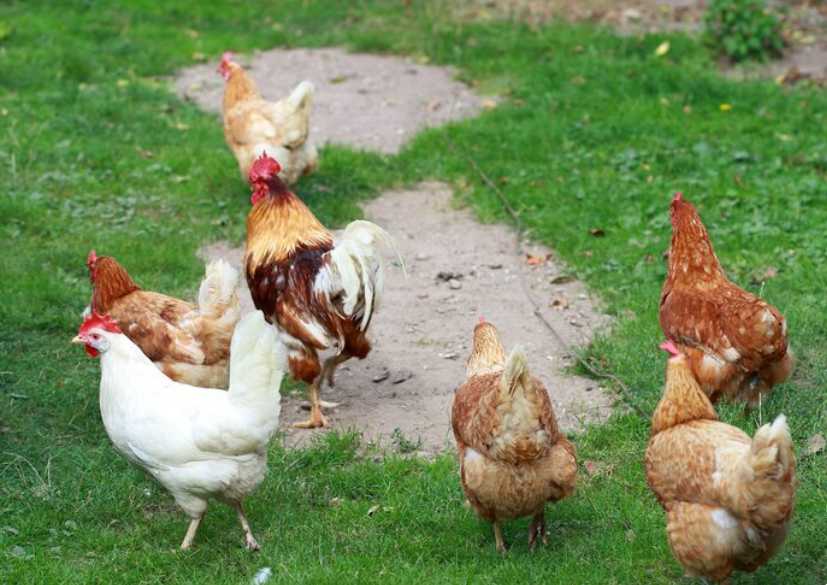 An important rooster leads his chickens for a walk agricultural industr
