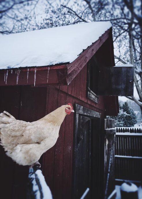 Beat the Chill with a Cozy Winter Chicken Coop