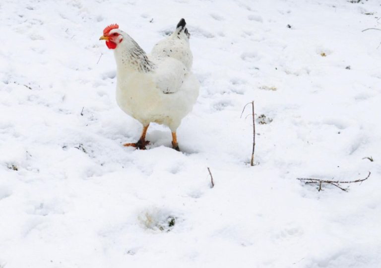 How to Get More Eggs in Winter