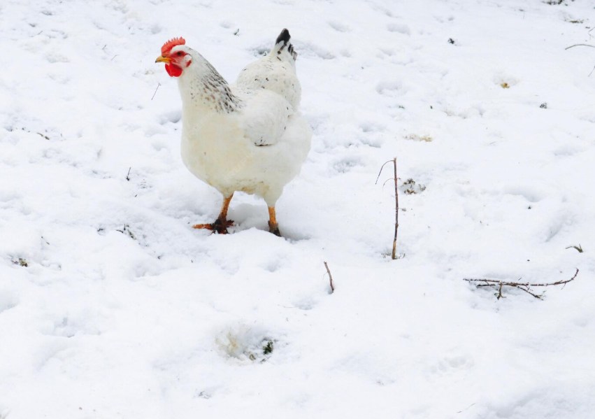 How to Get More Eggs in Winter