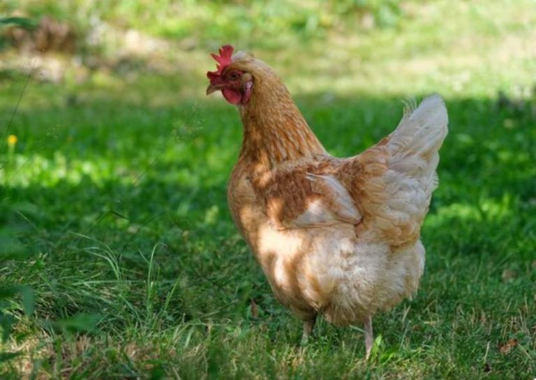 How to Treat a Chicken Wound