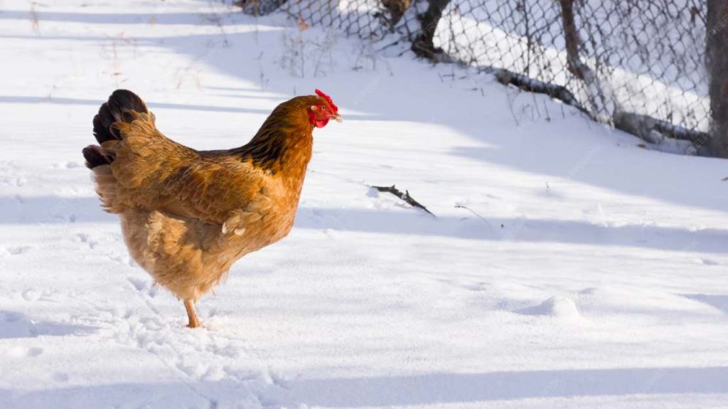 Is Your Chicken Coop Ready for Winter