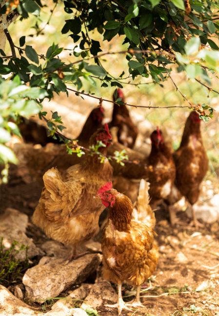 farm-life-concept-with-hens