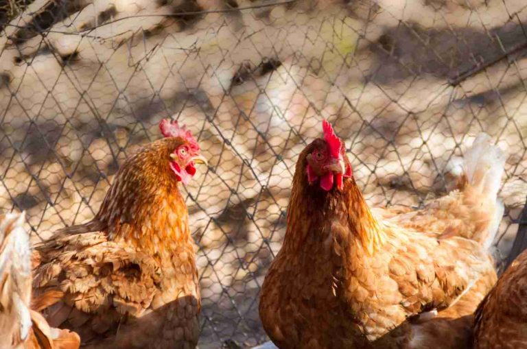 Elevating Hen Welfare, Health and Egg Production