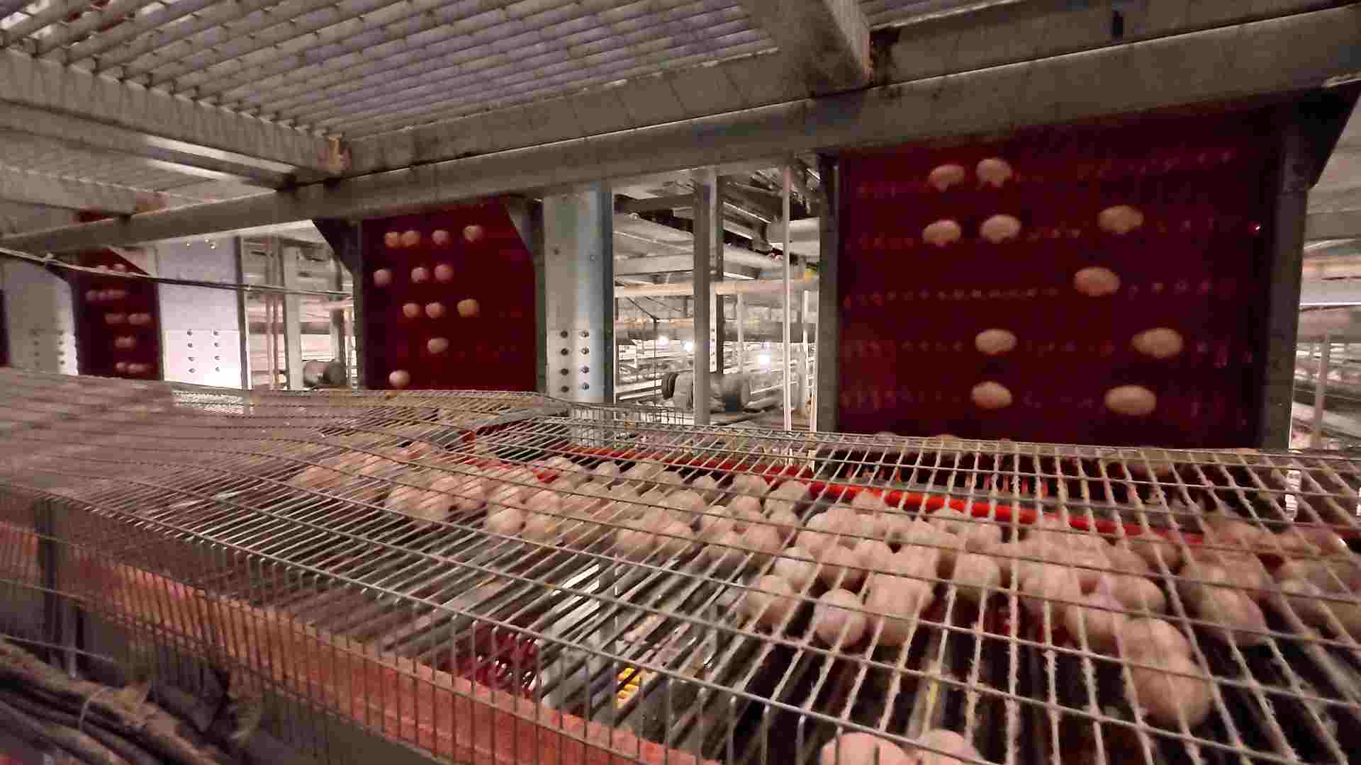 Elevator Type Fast Egg Collecting Machine